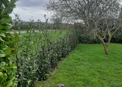 Beplantning af mindre thuja planter imellem de store🌲så der nu er læ på teressen. -Beplanting af færdig hæk i Kirsebærlaurbær🤩